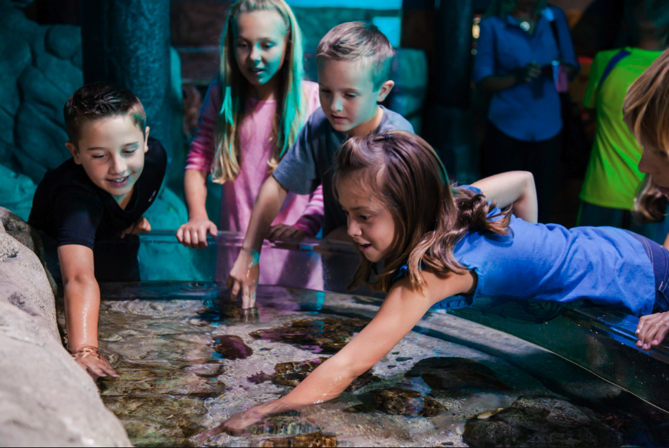 Children learning through hands-on experiences at the Sea Life Charlotte-Concord